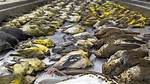 At Least 1,000 Birds Died from Colliding with One Chicago Building in One Day | Chicago