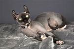 Discovering the Fascinating World of the Hairless Raccoon
