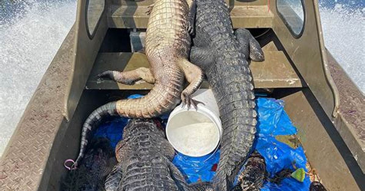 Exploring the Thrills of Alligator Season in Louisiana