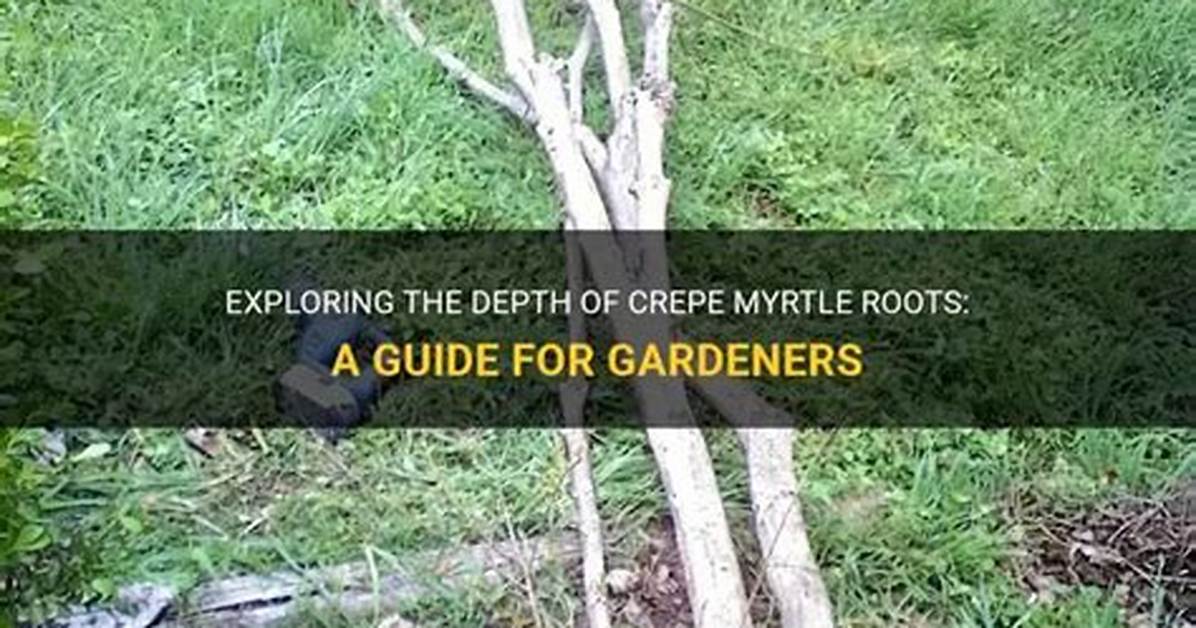 How Deep Do Crepe Myrtle Roots Extend?