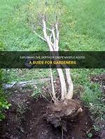 How Deep Do Crepe Myrtle Roots Extend?