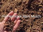 Is Hemlock Bark Mulch Poisonous?