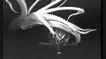 Scientist Films First Footage of a Giant Squid