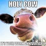 Udderly Hilarious: a Dive into Funny Cow Memes