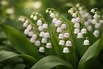 Unveil the Lily of the Valley and Rose Tattoo