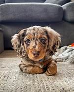 Unveiling the Miniature Long Haired Dachshund: a World of Discoveries