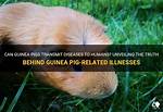 Unveiling the Secrets Behind Guinea Pigs' Energetic Jumps