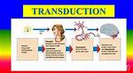 What Does Transduction Mean in Psychology