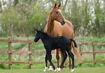What Is a Young Female Horse Called? Discover the Fascinating World of Equine Terminology