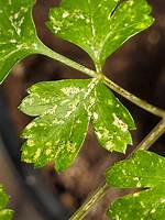 Why Is My Parsley Plant Turning Yellow? |
